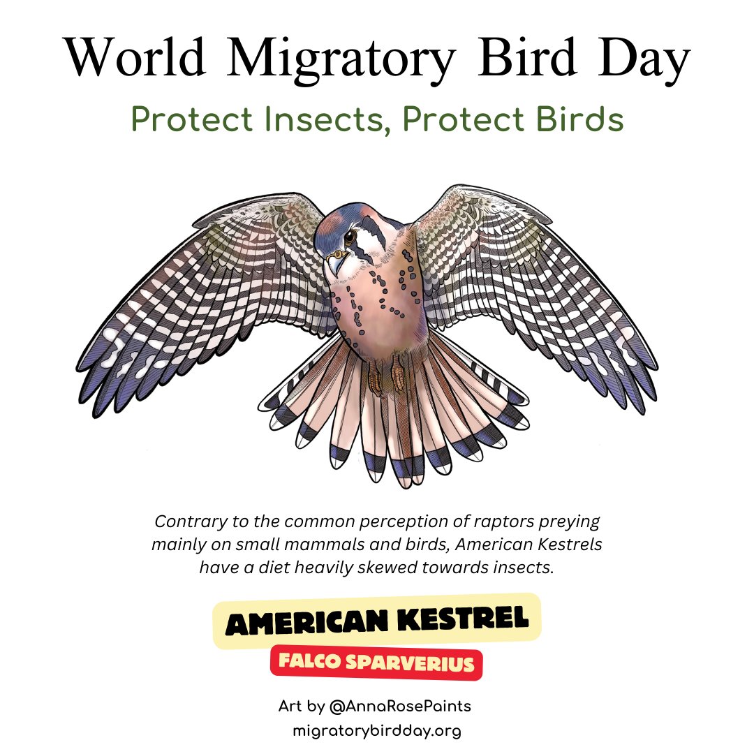 American Kestrels are quite versatile when it comes to habitat. They are found in a variety of environments, including open fields, forests, urban areas, and grasslands.  #wmbd #worldmigratorybirdday #DMAM #wmbd2024 #protectinsectsprotectbirds #dmam2024  #urbanareas