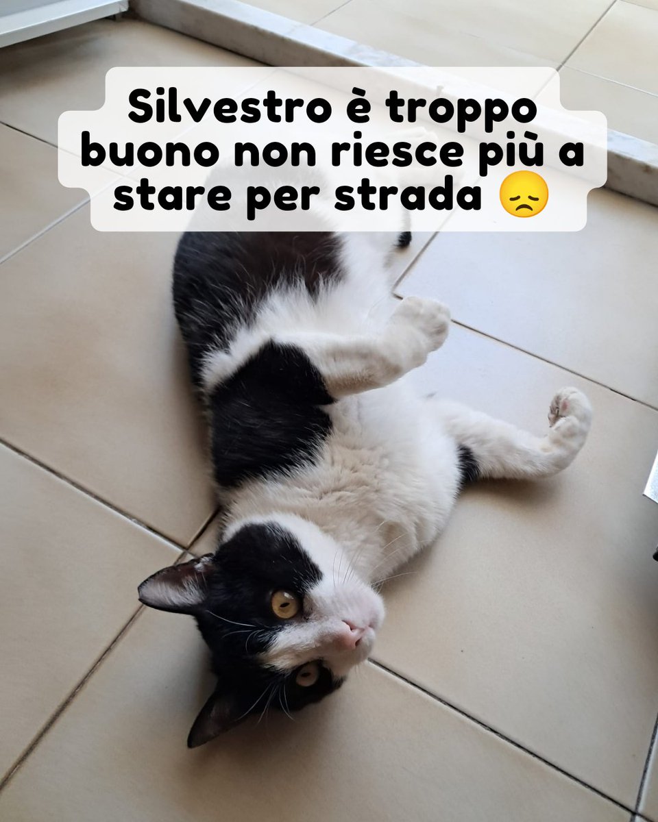 Palermo 320 1567477 Silvestro è molto probabilmente frutto di un'abbandono visto il suo carattere dolce e mite, Non è assolutamente adatto a vivere in strada, è troppo buono 😞 Per lui cerchiamo casa preferibilmente a Palermo e dintorni ma può anche viaggiare #adozionegatto