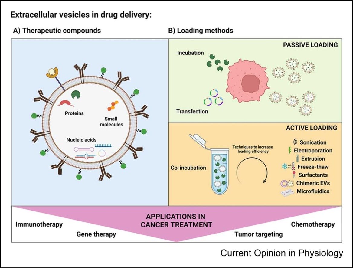 Very interesting overview on Engineered Extracellular Vesicles in Cancer Therapeutics from our group. Very proud of the team!! @TischCancer @MSHSThoracicOnc @IcahnMountSinai @isliquidbiopsy @IsevOrg