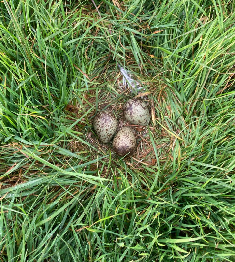 🌟 Update from the bank holiday weekend! 🐦 Our busy team found four beautiful curlew nests 🌿#eggciting. Here's the tally: Nest #14: 4 eggs 🥚🥚🥚🥚full clutch Nest #15: 1 egg 🥚 Nest #16: 4 eggs 🥚🥚🥚🥚full clutch Nest #17: 3 eggs 🥚🥚🥚. .