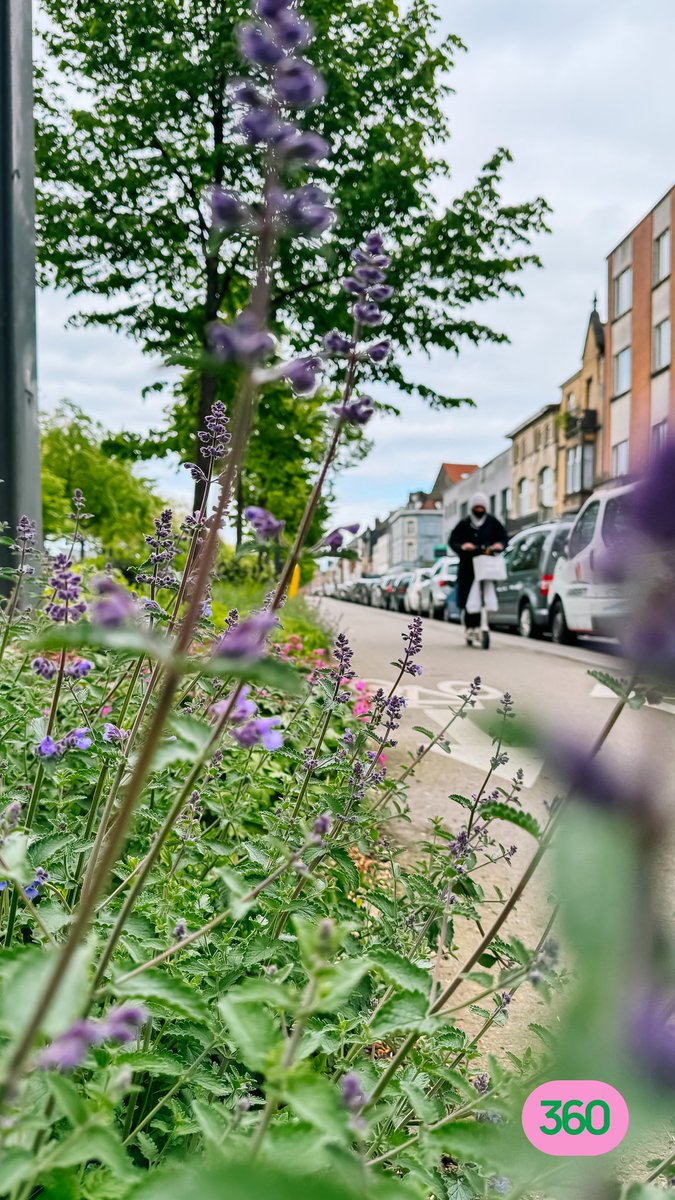 In elk plantseizoen komen er onnoemelijk veel bomen bij, struiken en bloemen.

Zo veel mogelijk meerjarige planten in volle grond. Er zitten eigenlijk alleen voordelen aan: van mens tot insect, van regen tot zon, van kleur tot geur.

Mooier, gezonder Brussel.

#BrusselVerandert