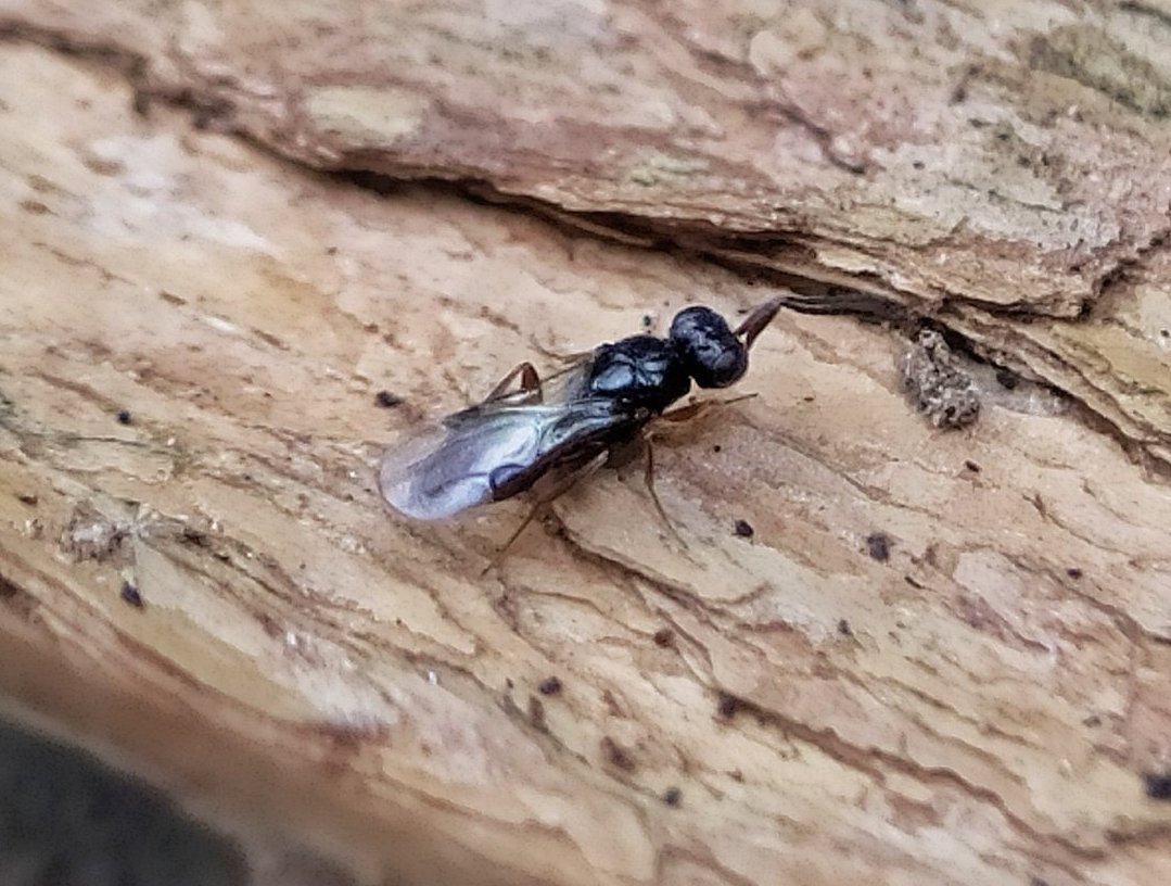 Excited to share what appears to be a new hymenopteran family for our garden - a member of the Megaspilidae - a poorly studied/recorded group of parasitoid wasps. This tiny (c2mm) specimen was investigating nooks & crannies in the woodpile this afternoon. 💚🍃