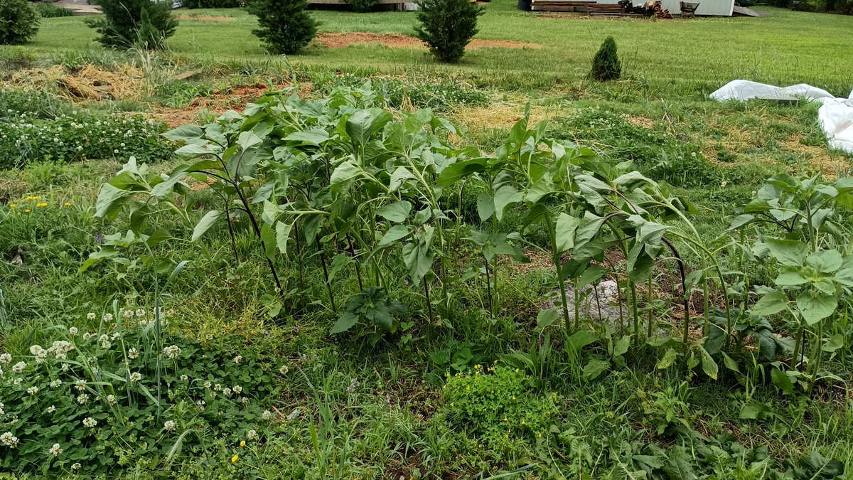 Bright Week Appalachian garden update. The sunflowers are loving all the diffused light and rain! These gals are growing so fast! #ArtofLiving