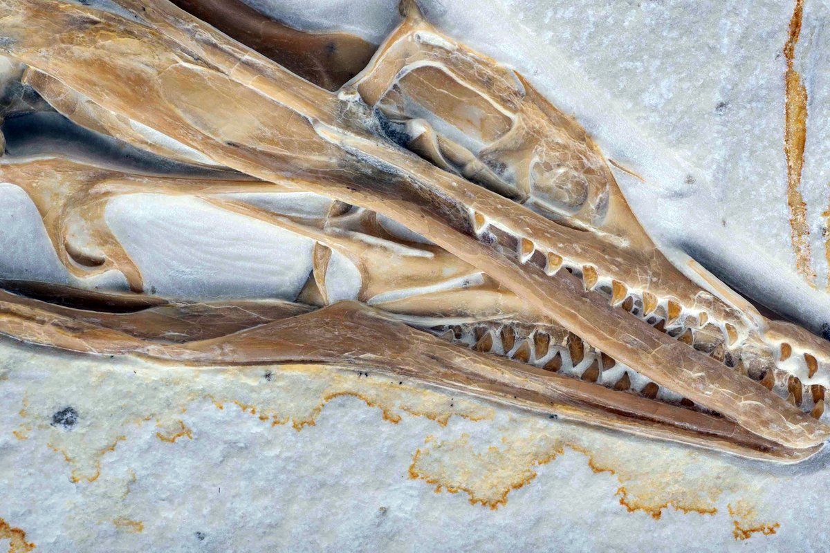 WitmerLab (@witmerlab) on Twitter photo There are few things as exciting in our little corner of science as a new specimen of Archaeopteryx...with a skull...in a major, easily accessible museum! Congratulations to <a href="/FieldMuseum/">Field Museum</a> & <a href="/Paleontologista/">Jingmai O'Connor</a>! These lovely photos are from this great article: bit.ly/44w9Z64 There are few things as exciting in our little corner of science as a new specimen of Archaeopteryx...with a skull...in a major, easily accessible museum! Congratulations to <a href="/FieldMuseum/">Field Museum</a> & <a href="/Paleontologista/">Jingmai O'Connor</a>! These lovely photos are from this great article: bit.ly/44w9Z64