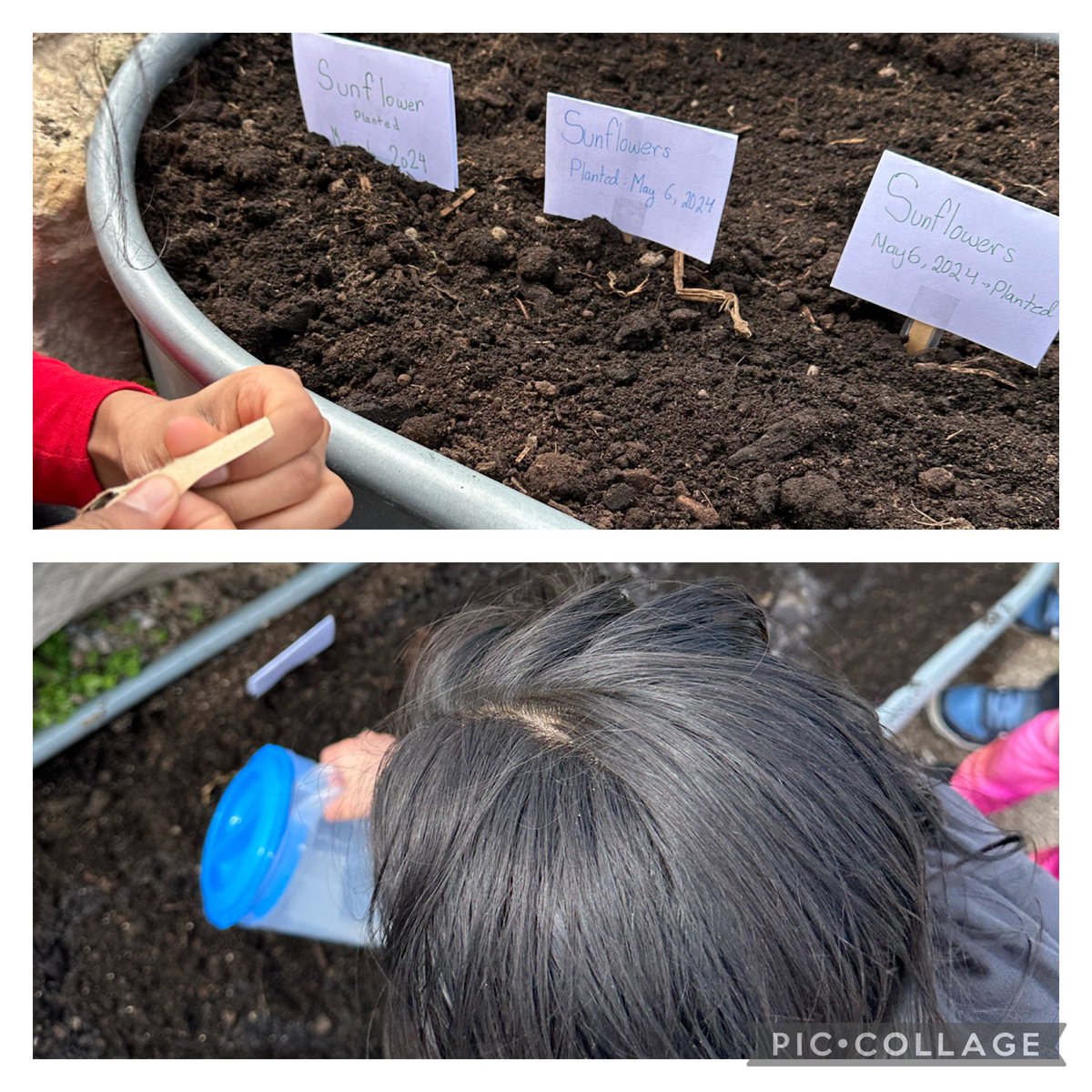 Our Grade 5 and 6 students are working through a new unit - learning to care for the environment. This is connected to our multi-year plan around being environmental stewards. We are learning how to plant flowers and vegetables - both outside and inside!