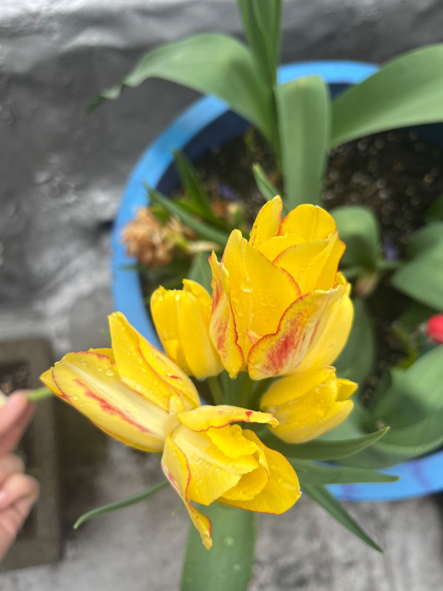 Ok flower Twitter…I’ve got a tulip bulb on my balcony that’s literally blooming 10 flowers at once from one stem. 🌷🤯 Never seen anything like it. What’s the deal? Is there a name for this? Good luck, maybe? Should I save the bulb? Attaching from a few different angles…