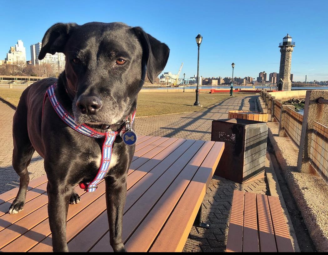 Former Resident Pays Tribute To His Deceased Dog Petey With A Farewell Tour Sprinkling His Ashes At Special Roosevelt Island Spots They Both Loved rooseveltislander.blogspot.com/2024/05/former…
