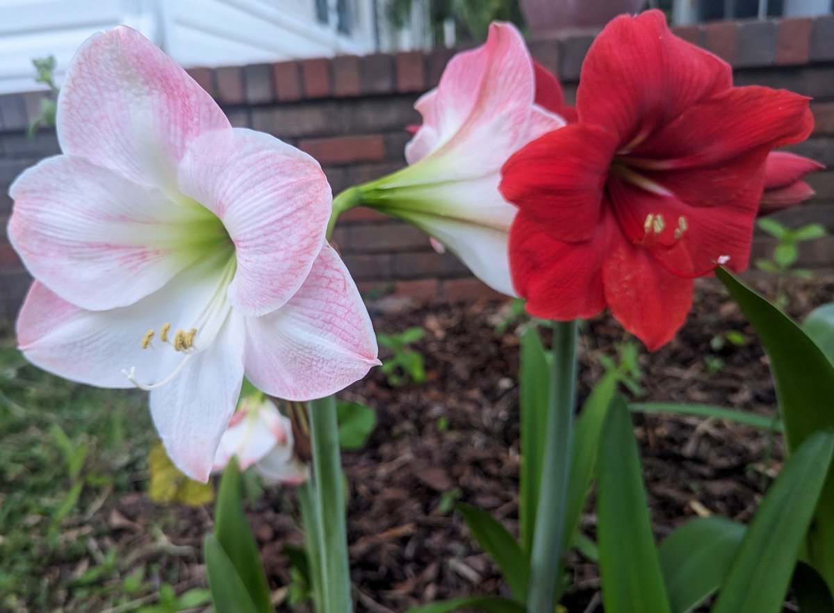 A few of the Amaryllis blooming in a section of the garden where I plant old bulbs from Christmas. They come up every year but are a bit early this year.