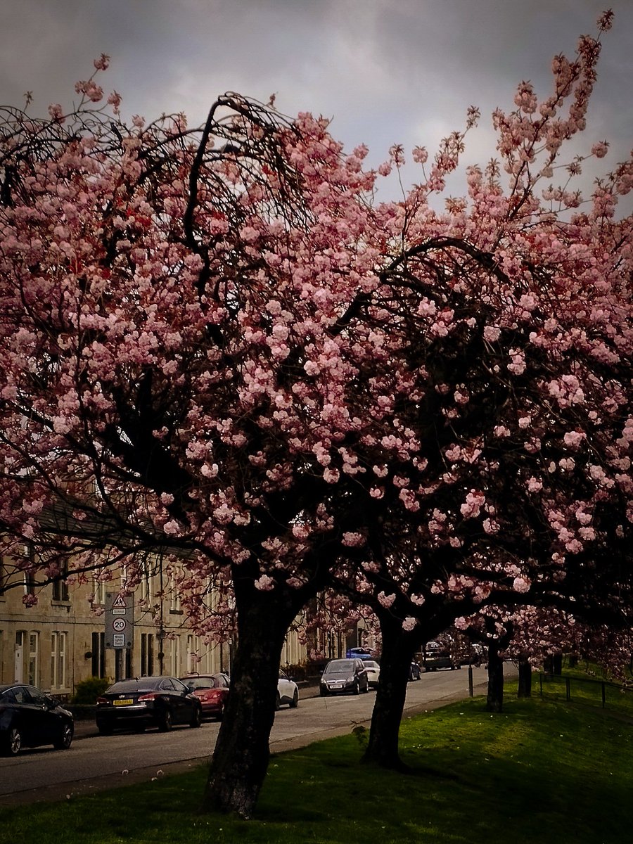 Cherry blossom 🍒🌸🌸🌸 
Spring season on its peak in Edinburgh.

#Edinburgh #Springflowers #Spring2024 #photography #photooftheday