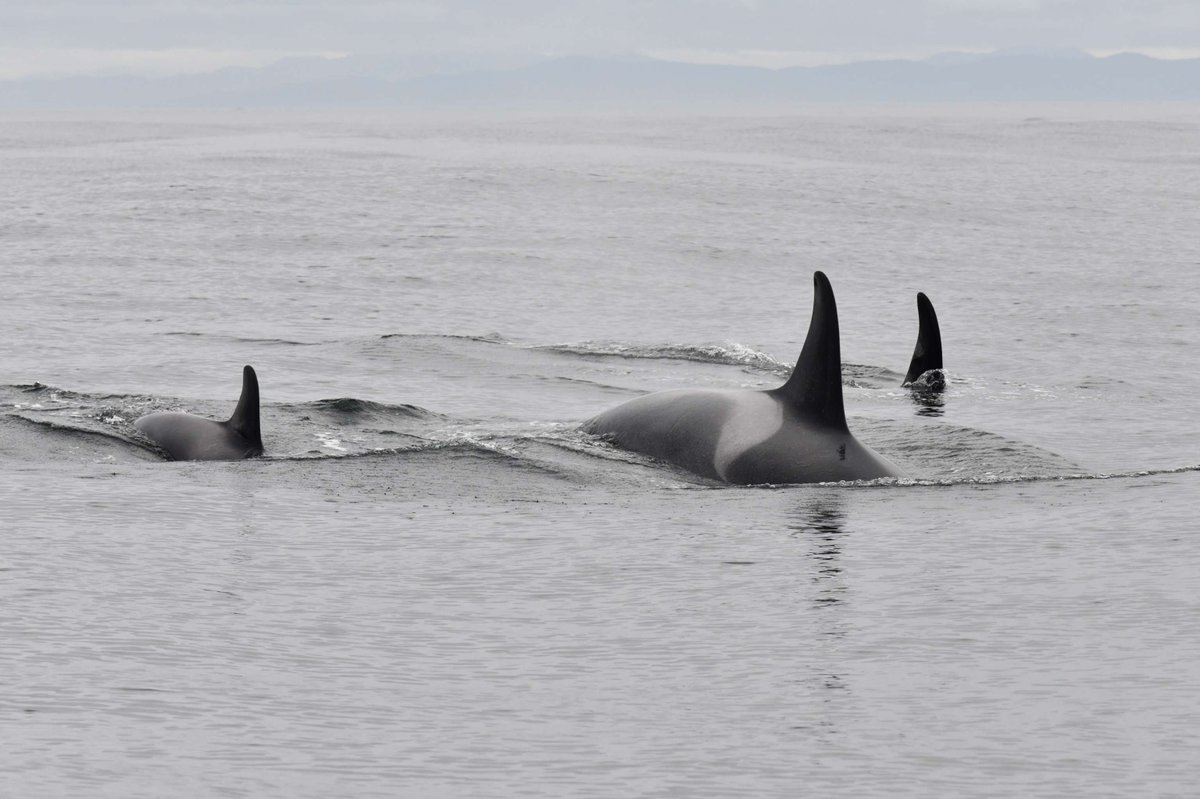 🌊Notice: Southern Resident Killer Whale detection triggers southern Gulf Islands salmon fisheries to close starting May 8. Food, Social and Ceremonial harvest and domestic treaty fishing access is not prohibited. 🌊