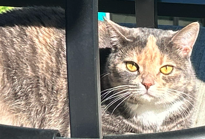 This is Clarice Starling from Atlanta.  Pets and Your Health is coming up at 6am. <a href="/fadamsmd/">Frank Adams</a> is talking #petcancer with Dr. Renee Alsarraf, #doganxiety with Dr. Carlo Siracusa <a href="/pennvet/">Penn Vet</a> &amp; Dr. Richard Goldstein <a href="/Zoetis/">Zoetis</a> our Vet-on-Call! 877-698-3627