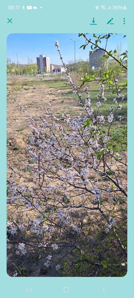 Дархан хотын сакура цэцэглэв