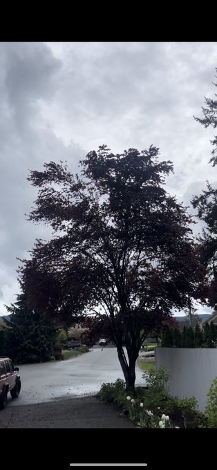 Dallas Scott Hanneman’s pics and videos