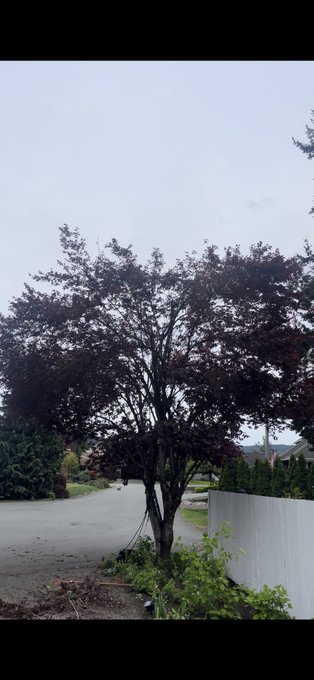 Dallas Scott Hanneman’s pics and videos