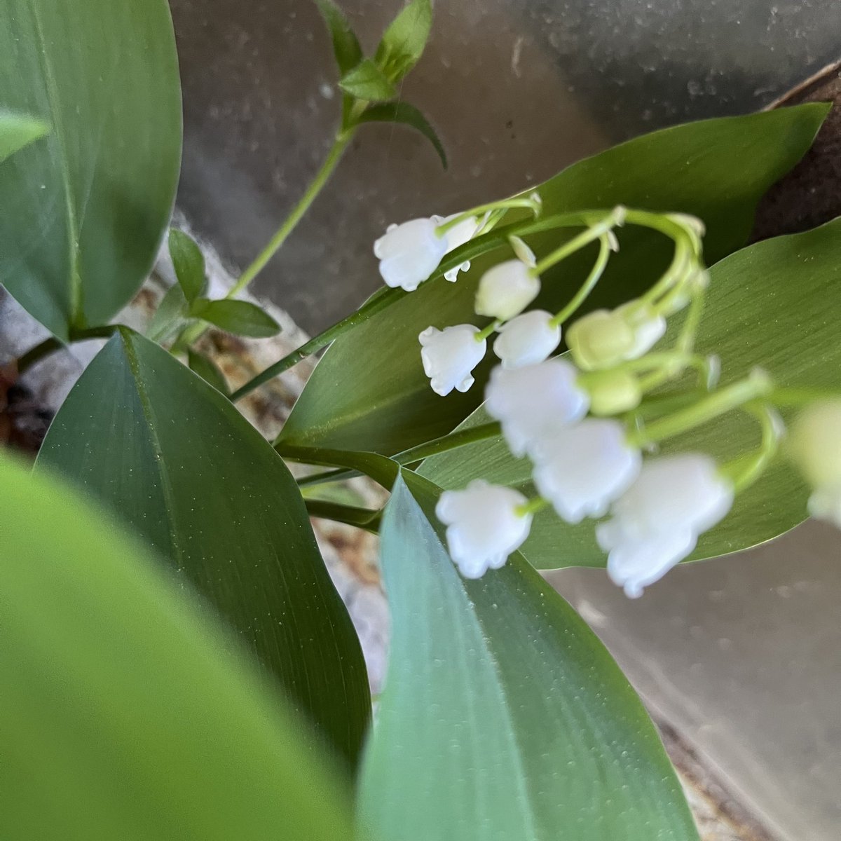 raspinch's tweet photo. i <3 lily of the valley https://t.co/9BIZlwg96P
