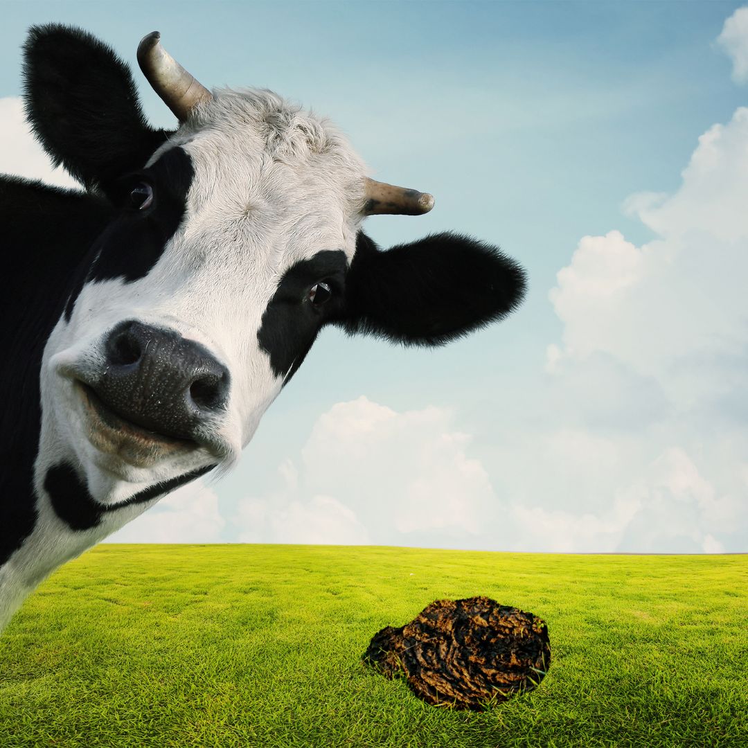 woordlicht's tweet image. Wat is beter voor je moestuin? Dierlijke mest of compost? In mijn moestuinmail leg ik je dit goed uit. Wil je deze mail met gratis moestuintips en leuke kortinge ook ontvangen? Abonneer je dan hier! moestuinierenmetkinderen.nl/aanmelden-moes…
#moestuintips #moestuinlessen #gratis #korting #moestuin