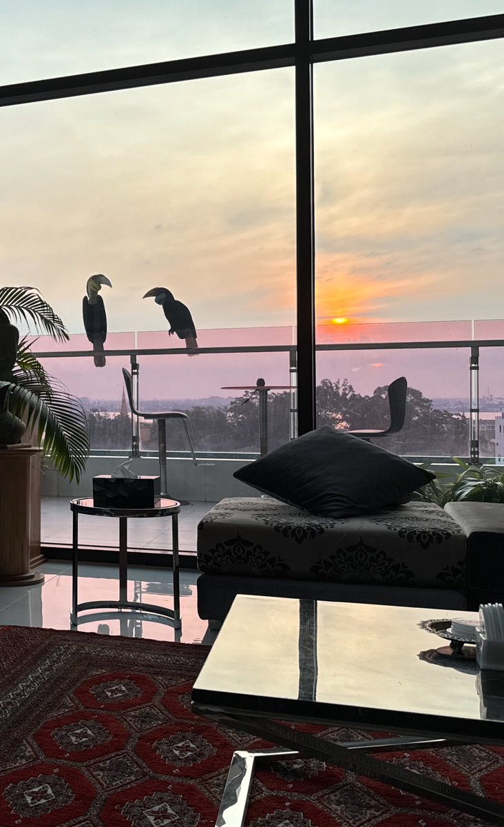 A small flock of Cambodian Great Hornbills greeted us with the #sunrise in #phnompenh this morning. Magnificent birds! You can see the Mekong River in the lower right-hand corner of the pic. Yes, we have spectacular views from our balcony.