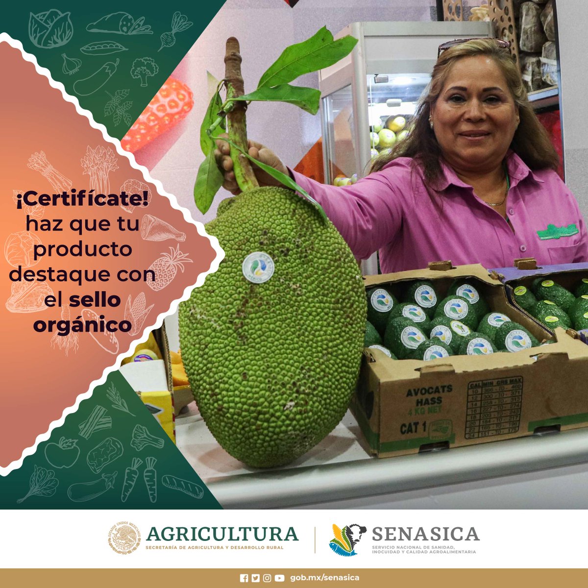 El Sistema de CertificaciónOrgánica Participativa, es un respaldo a los pequeños productores que aplican las prácticas autorizadas para producir alimentos orgánicos. 🌍🌱 ¡Explora la guía del Senasica! 📈👩🌾 rb.gy/15fkjc #ProducciónSostenible #SCOP