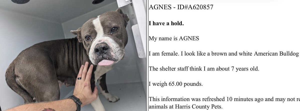 ❤️🎉🥳🎊🎈There will be more smiles 4 this sweet girl as she has a rescue hold! TY everyone 4 helping find safety & be able 2 receive the med care she deserves🙏🐾They’re now calling her AGNUS Freedom info as it becomes available Congrats SMILES❤️🐾🎉🎊🥳🎈 Houston #TX #A620857