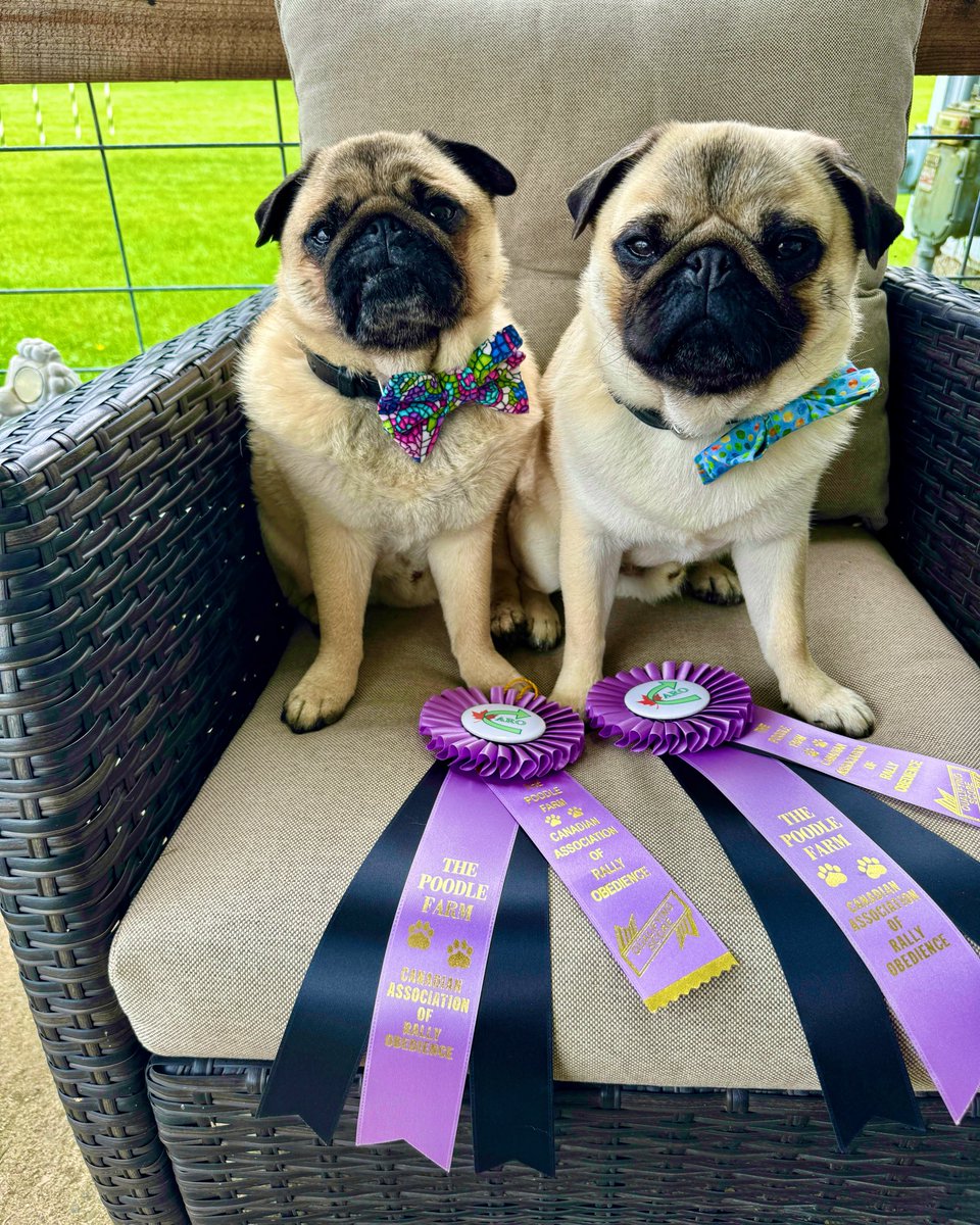 Yesterday we got our 1st leg to our Advanced Brace #rallyobedience title… big leap from Novice to Advanced… 2 dogs beside Mom OFF LEASH! We need a lil more work before next trial #pug #dogtraining