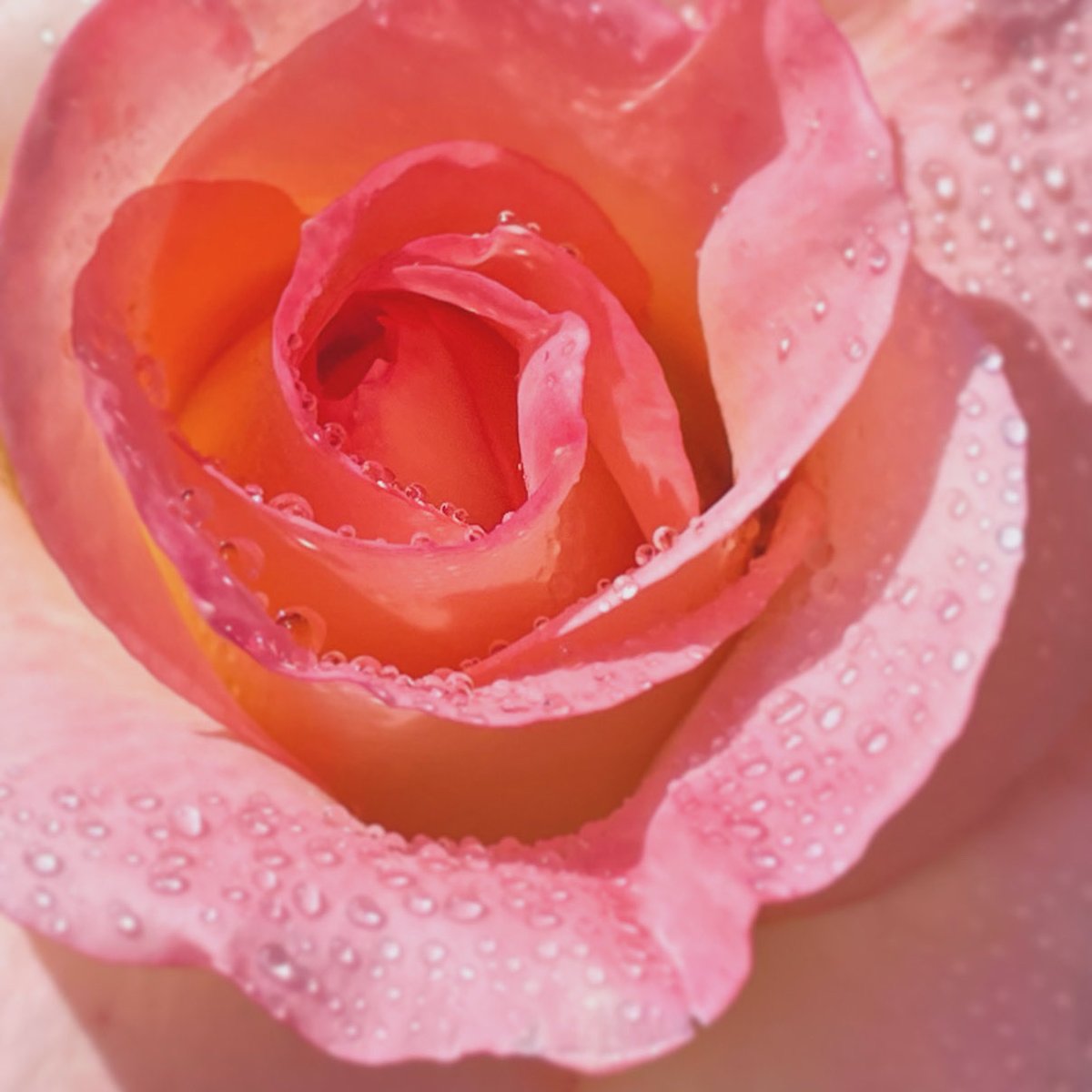 #flower
#バラ
#薔薇
#道端の花 
#花
#雫
#flowers 
#flowerstagram 
#flowerphotography 
#flowerlovers 
#naturephotography 
#nature 
#naturelovers
#macro 
#macroflower 
#drop