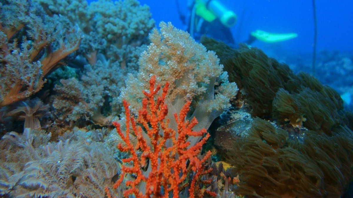 Αυστραλία: Ο Μεγάλος Κοραλλιογενής Ύφαλος «φλέγεται» – Πώς συνδέεται με το φαινόμενο Ελ Νίνιο topontiki.gr/2024/05/06/afs…