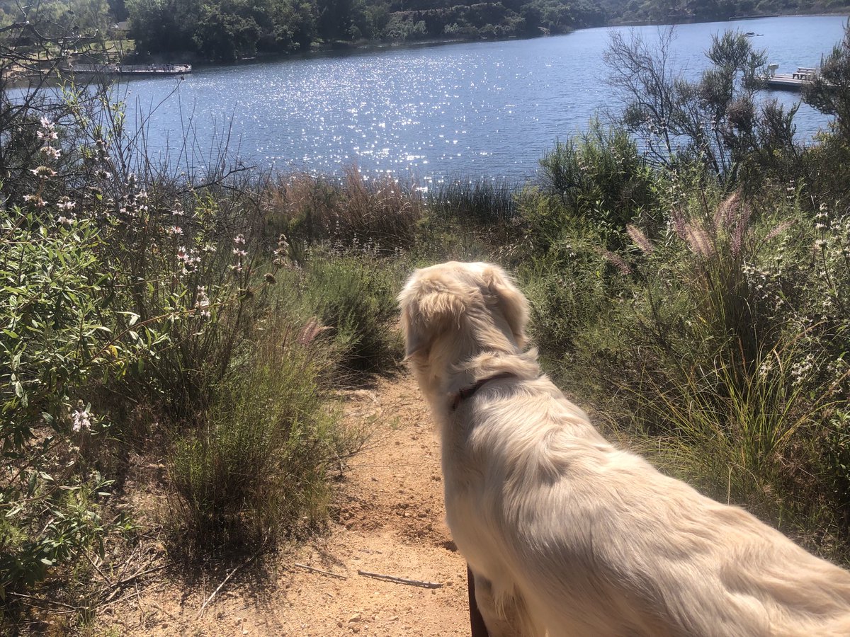 Showy penstemon put on a show out at Escondido’s Dixon Lake on another absolutely glorious afternoon. Just ideal conditions. Rosie loved the lake on her first visit. #sandiegoweather #CAwx