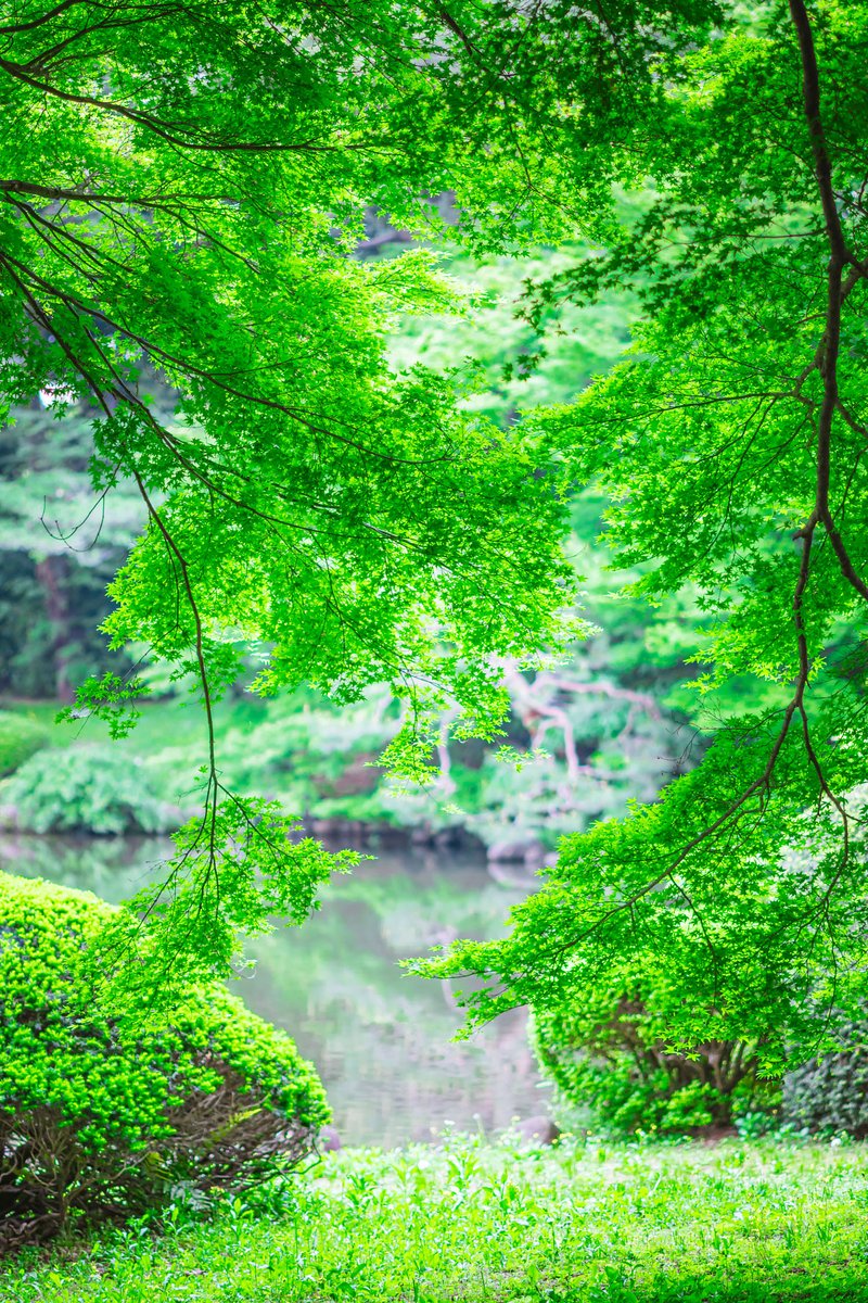 緑の木々が おしゃべりしてた #photography #photo