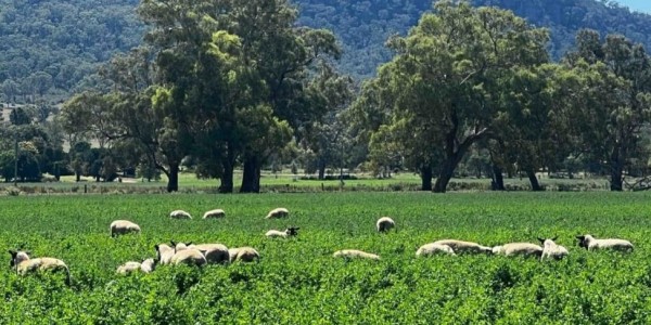 The main drivers for reporting of sustainability credentials in Australian red meat value chains are not consumers but banks and Government, which are under pressure to implement their own sustainability reporting requirements

👉 loom.ly/d4mr1pg