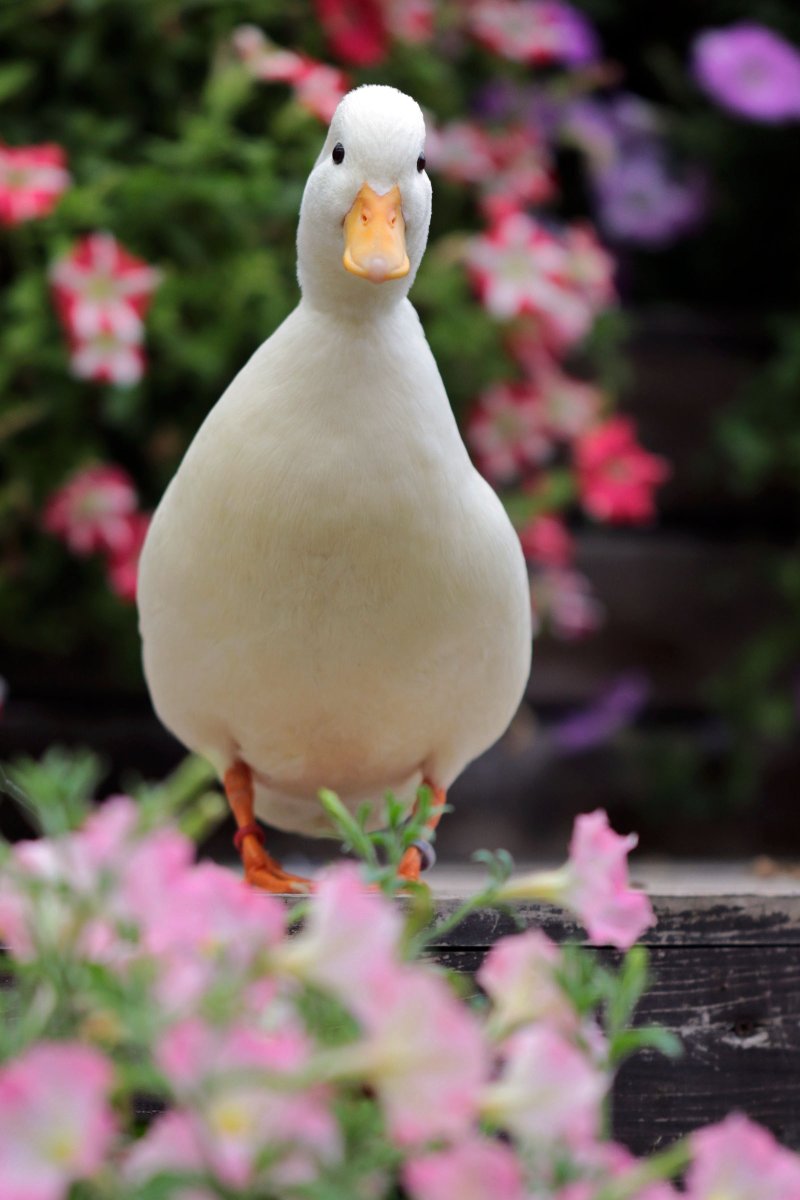 #コールダック
「だいふく」
📷2024.05.06

#富士花鳥園