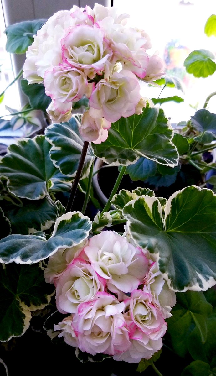 Double petal Geranium… or is it Pelargonium?