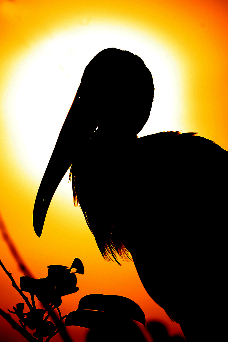 'Sunrise Sentinel.' This wood stork is sillouhetted  against the rising sun in Wakodahatchee Wetlands.Taken with my Nikon Z9 and Z 180-600mm lens @ 600mm.  #nikonphotomonth #nikonphotography #nikonusa #nikonambassador