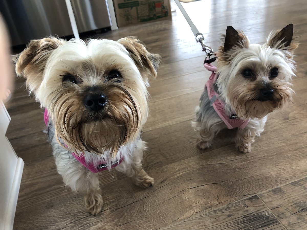 This is Velma & Daphne from Syracuse NY. Pets and Your Health is LIVE. Dr. Richard Goldstein @Zoetis has joined @fadamsmd. Have questions about your dog, cat, bird, lizard, gerbil, or any other pet? Call 877-698-3627 sxm.app.link/DoctorRadio