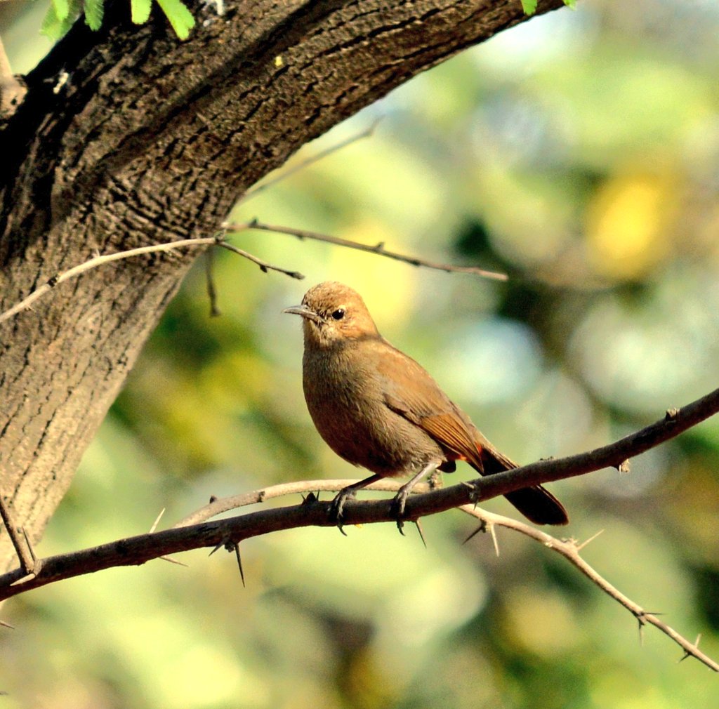 𝘽𝙞𝙧𝙙𝙨. 𝘽𝙡𝙞𝙨𝙨. 𝘽𝙚𝙖𝙪𝙩𝙮.

Indian Robin

#Indiaves #ThePhotoHour #birding #BirdSeenin2024  #PantheraTrails #jhalanaforest #Jhalana #amagarh #jaipur #Rajasthan #Birds #rajasthanwildlife #wildlifeindia  #BirdsofInstagram #BirdsofInsta #nature #birdphotography