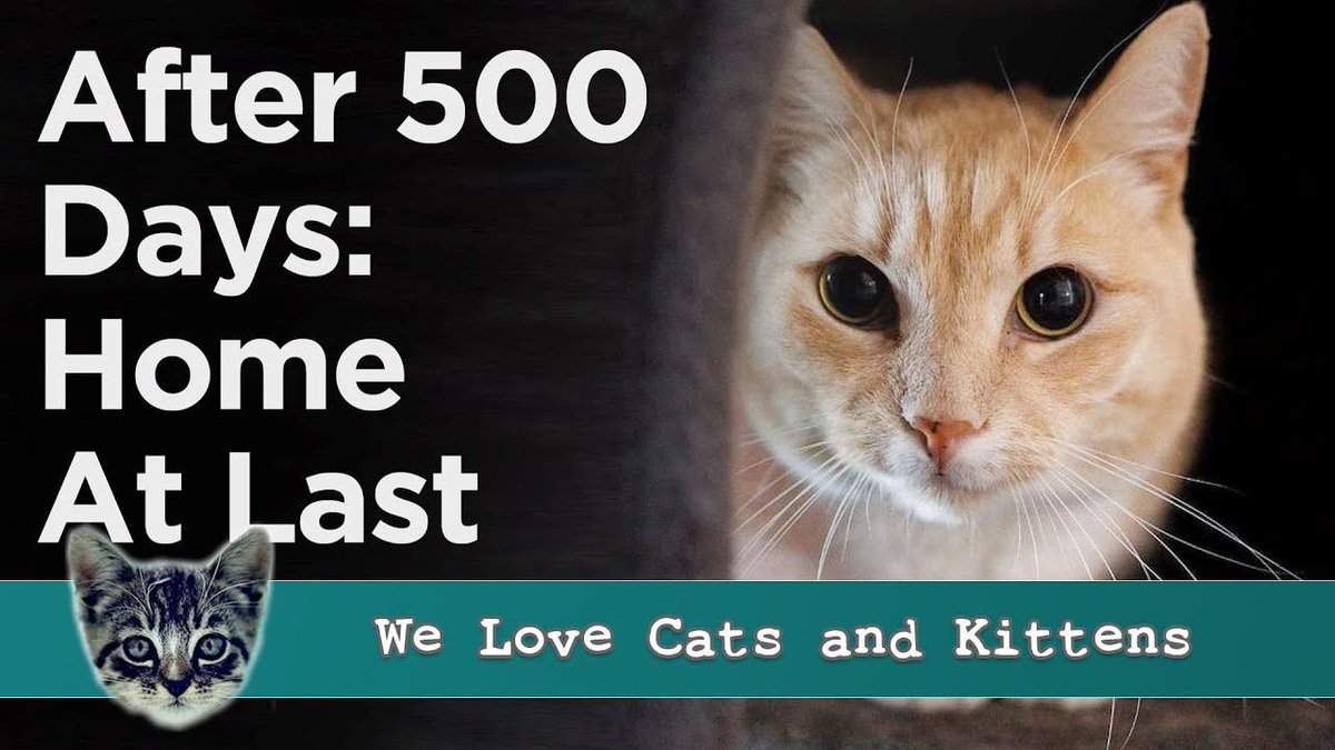 The 500-Day Journey: From Loneliness In A Shelter To A Love-Filled Forever Home Watch it here 👉 buff.ly/3JQpvAg