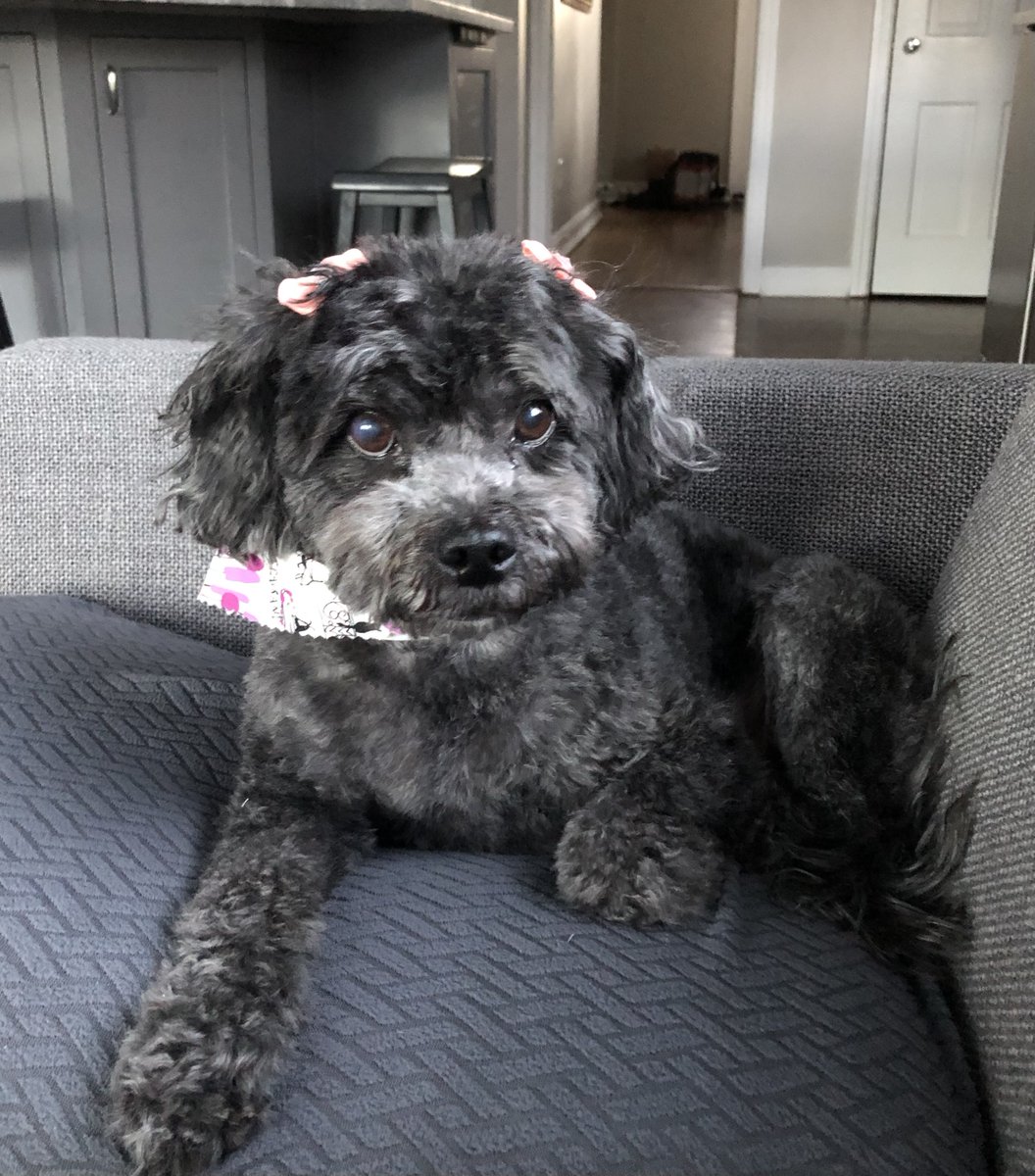This is Sadie from NJ. Have questions about your furry, feathered, or scaly friend? Pets and Your Health is LIVE. @fadams is standing by with Dr. Richard Goldstein @Zoetis Call them at 877-698-3627 sxm.app.link/DoctorRadio