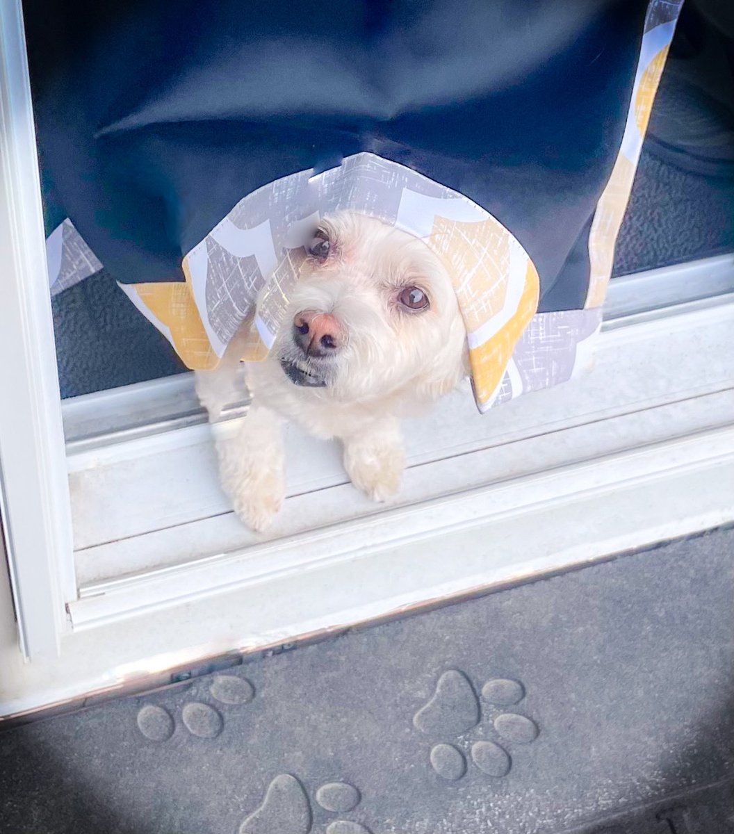 daisy_pom's tweet photo. Rain, Rain, go away,โฆforever!โ๏ธ
Iโm a dog but Iโm also a scaredy cat about rain, wind, thunder, the freezer door, curtains blowing, windshield wipers & sprinklers! Iโm even scared when my mom says โrain, wind, thunder, noise or badโ! โ๏ธ ๐ฑ
#dogs #dogsofTwitX #dogsofX #Monday https://t.co/u9aOqRt0xv