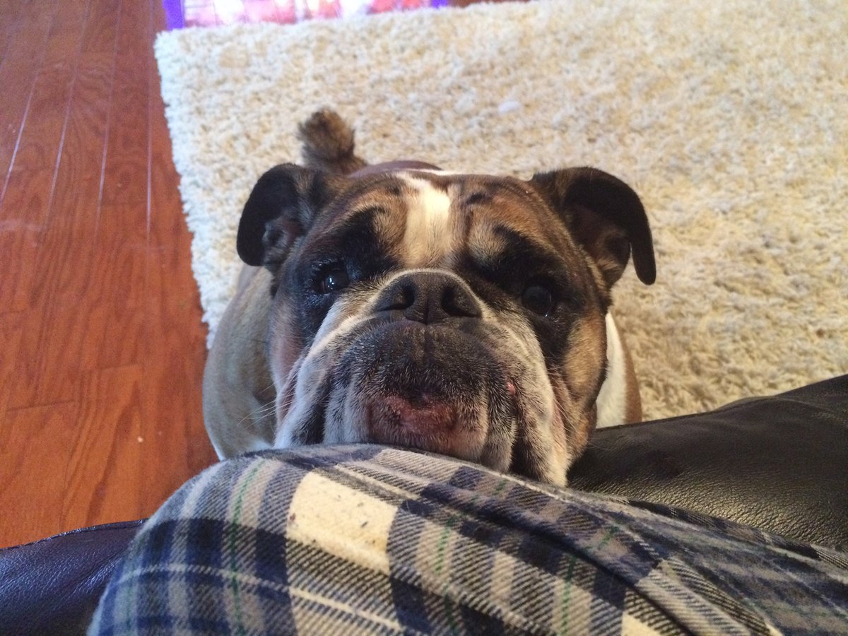 DigitalMuppet's tweet image. This is Penny. The only dog that I&apos;ve owned that was entirely mine. Loved the water, loved the grass. loved playing with balloons. She was entirely aware of whatever mood I was feeling. I can&apos;t say all the things in this set of words I have. She passed an. hour ago. I&apos;ll miss her