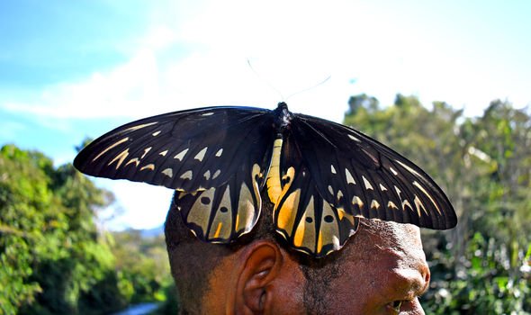 🦋 Did you know? Papua New Guinea is home to the world's largest butterfly, the Queen Alexandra's Birdwing, with a wingspan of up to 12 inches (30 cm)! #Offvisa #PNG #BucketList #Beauties #Beauty #PapuaNewGuinea #Butterflie #Wildlife #Travel