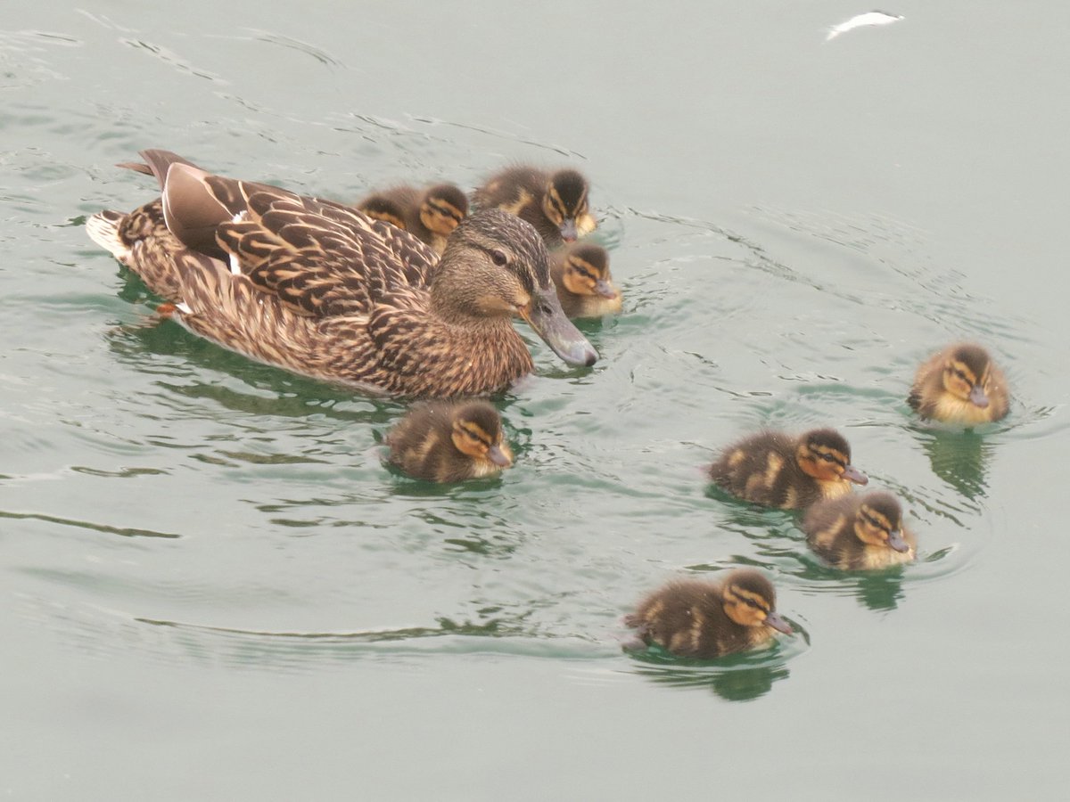 Mallard family