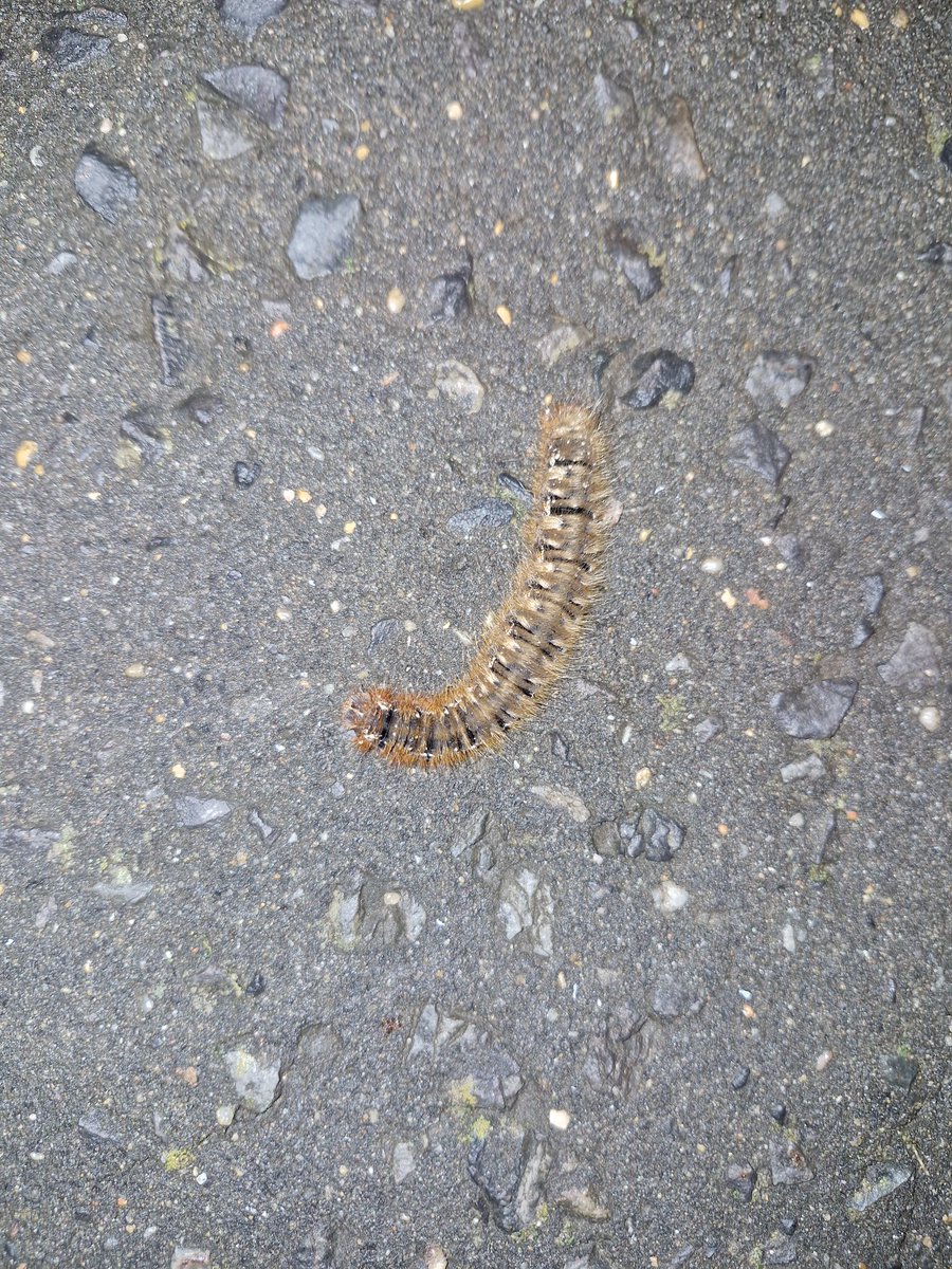 saw a big ass caterpillar (what will he become)
