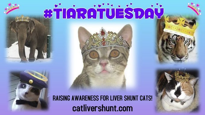 Free Tony The Tiger (@freetonytiger) on Twitter photo ๐๏ธFor 4.30.2024
๐#TiaraTuesday
โฅ<a href="/wahlacat/">Bobbie.</a> <a href="/NewttheCat/">Newt Liver Shunt Cat</a> <a href="/lucyliberte/">Lucy</a> <a href="/IAmSmittyKitty/">Smitty</a>
๐
<a href="/TonyTiger2000/">Tony Tiger</a> LOVED:
๐#TiaraTuesday
๐#TrunksUpTuesday
๐ฏ#TigerTuesday
๐#ToonaToosday
๐#TapeeokaToosday
๐ฑRaising Awareness 4 Liver Shunt #Cats
๐catlivershunt.com
๐#FreeTonyTiger ๐๏ธFor 4.30.2024
๐#TiaraTuesday
โฅ<a href="/wahlacat/">Bobbie.</a> <a href="/NewttheCat/">Newt Liver Shunt Cat</a> <a href="/lucyliberte/">Lucy</a> <a href="/IAmSmittyKitty/">Smitty</a>
๐
<a href="/TonyTiger2000/">Tony Tiger</a> LOVED:
๐#TiaraTuesday
๐#TrunksUpTuesday
๐ฏ#TigerTuesday
๐#ToonaToosday
๐#TapeeokaToosday
๐ฑRaising Awareness 4 Liver Shunt #Cats
๐catlivershunt.com
๐#FreeTonyTiger