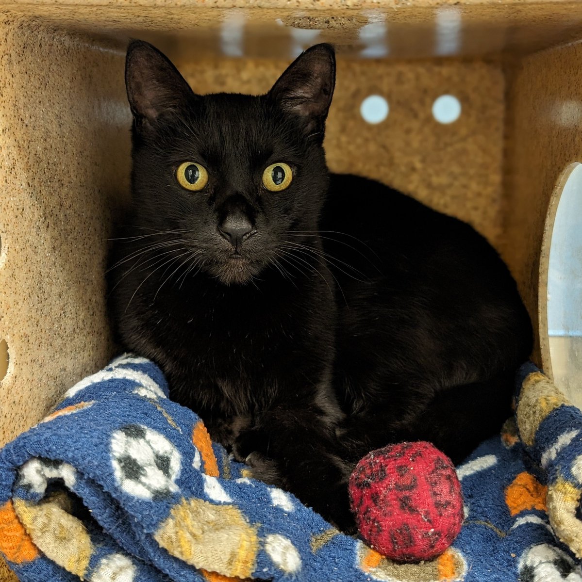 Sheldon is noble and affectionate. He does prefer to be sovereign of his space as the only cat to make sure all of your love and attention are devoted exclusively to him. Adopt Sheldon A900936 and let him conquer your heart and home! 👑