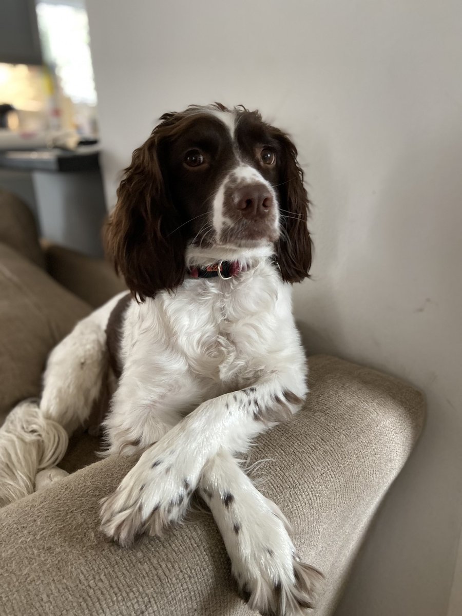 Bugga_Lugs's tweet photo. @DreyfusJames This one definitely knows the camera and loves it …📸📸 https://t.co/075NaGNHhF