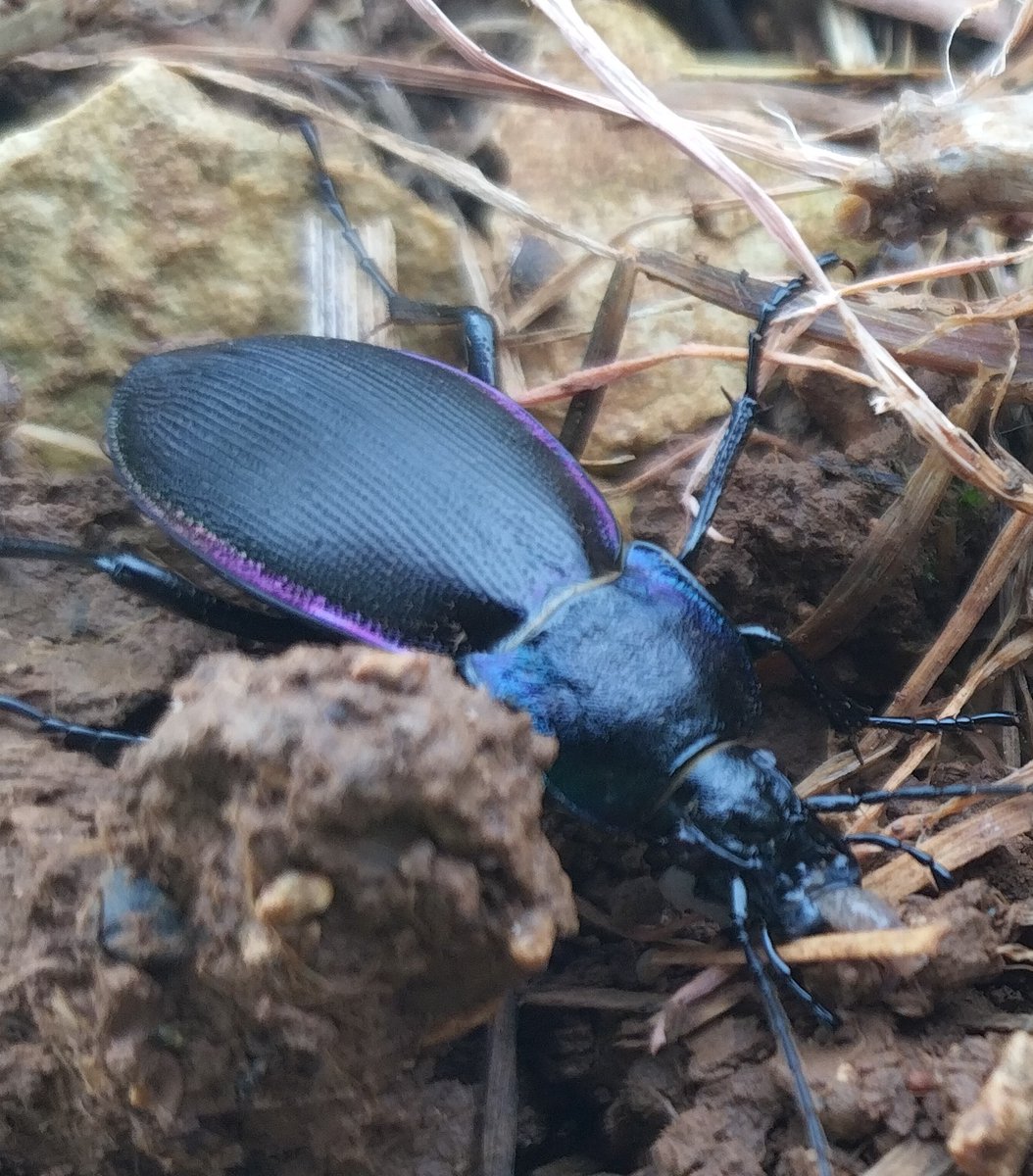 Ça commence mal pour le tournesol 🌻,
pression limaces📈
pression palombes📈
t°📉, croissance lente !
C'est pas bon signe tout ça 😤

Par contre j'ai vu un joli carabe violet déguster une limace 👍🏻