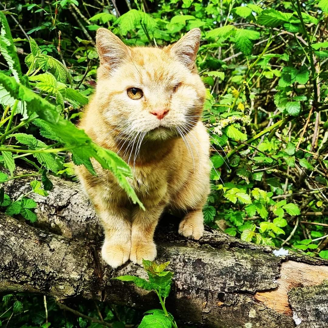 I'm a fierce leopard!!! #cats #CatsOnTwitter #catstagram ##hedgewatch #pirate #piratekitty #kitty #BankHolidayWeekend #roar #meow #gingercat #marmalade #catslife #trees