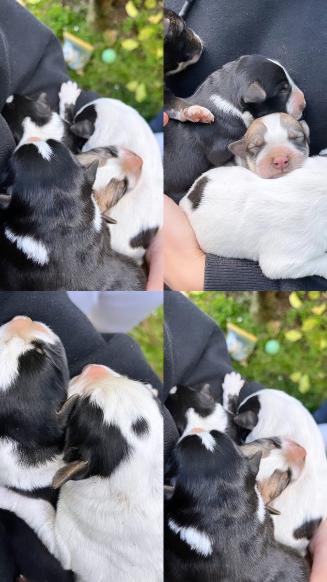 Cachorritos de madre Border Collie en adopcion 🫶🏼