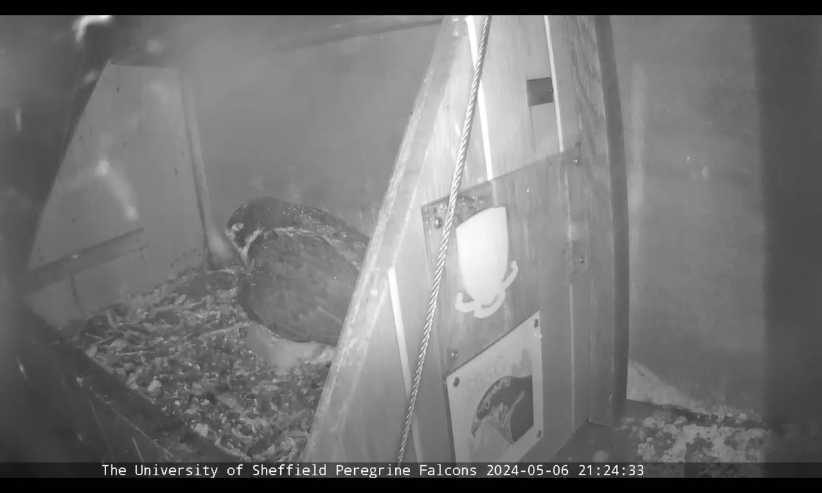 You can see the rain on her feathers when it switches over to the nighttime camera settings @SheffPeregrines