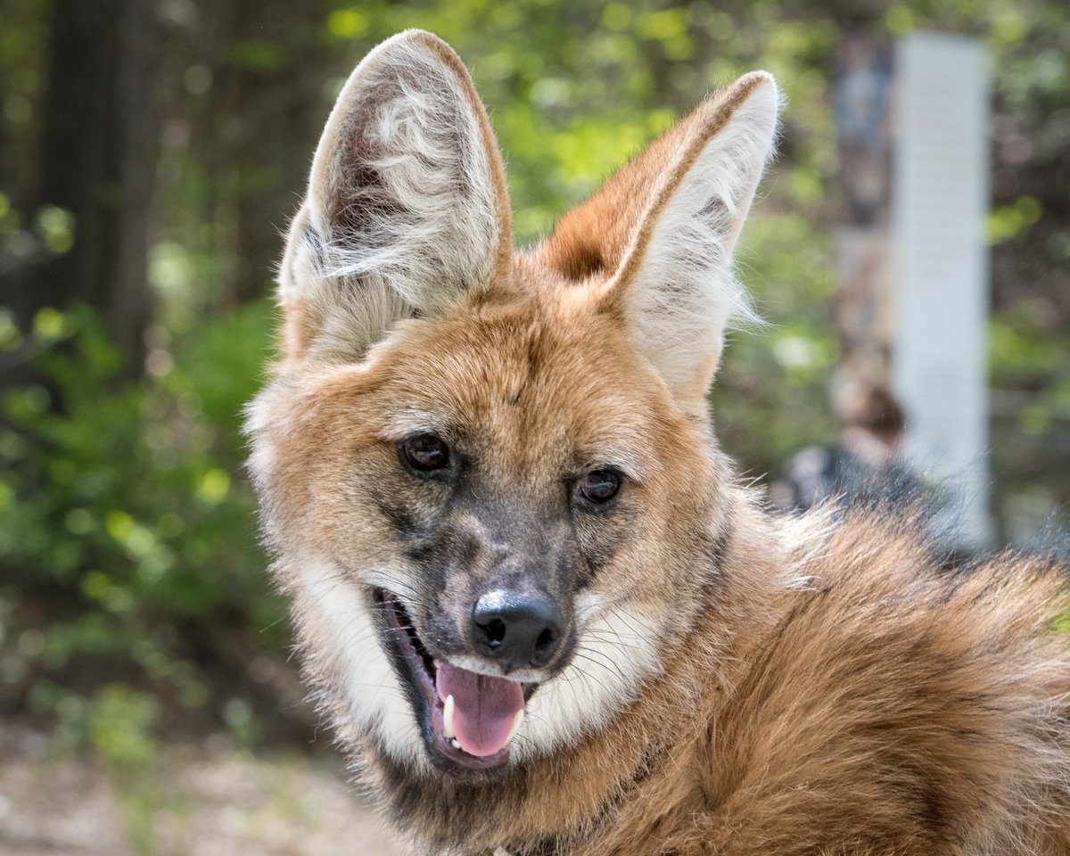 We’re celebrating this truly incredible and one-of-a-kind #manedwolf. 

Please help us make Lucky’s birthday extra special by becoming a member of EWC. You’ll get access to our livestreams on #Zoolife, where you can get immersed in her adventures 24/7. 

endangeredwolfcenter.org/membership/
