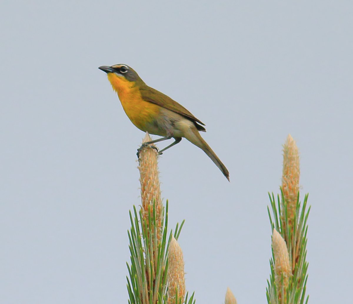 Stumbled across a #birding lifer today at Beidler Forest in #SouthCarolina #USA - Yellow-breasted Chat. Described as a secretive skulker, I was lucky that this bird was in full display mode and watched it for over an hour #BirdsSeenIn2024 @audubonsociety @AudubonSC
